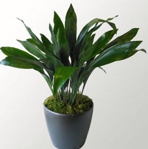 Aspidistra