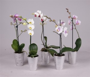 orhidee Phalaenopsis