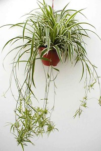 planta paianjen