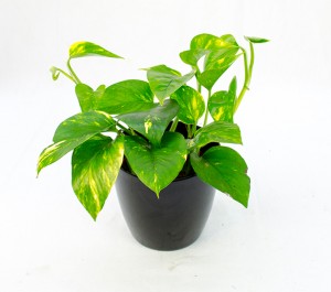 epipremnum