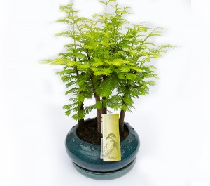 bonsai online