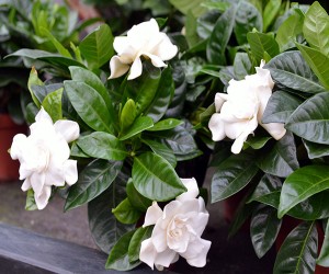 gardenia jasminoides online