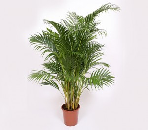 1-palmier-areca-plante-purificatoare