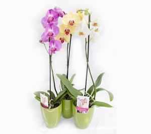 15-orhidee_phalaenopsis_online