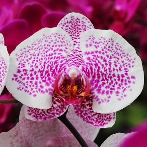 ingrijire orhidee