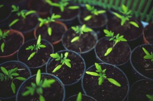 food-healthy-vegetables-village