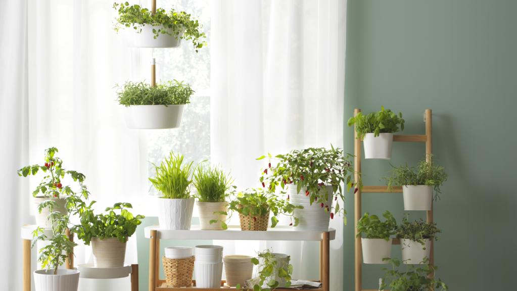 TOP Plante care absorb umiditatea din apartament