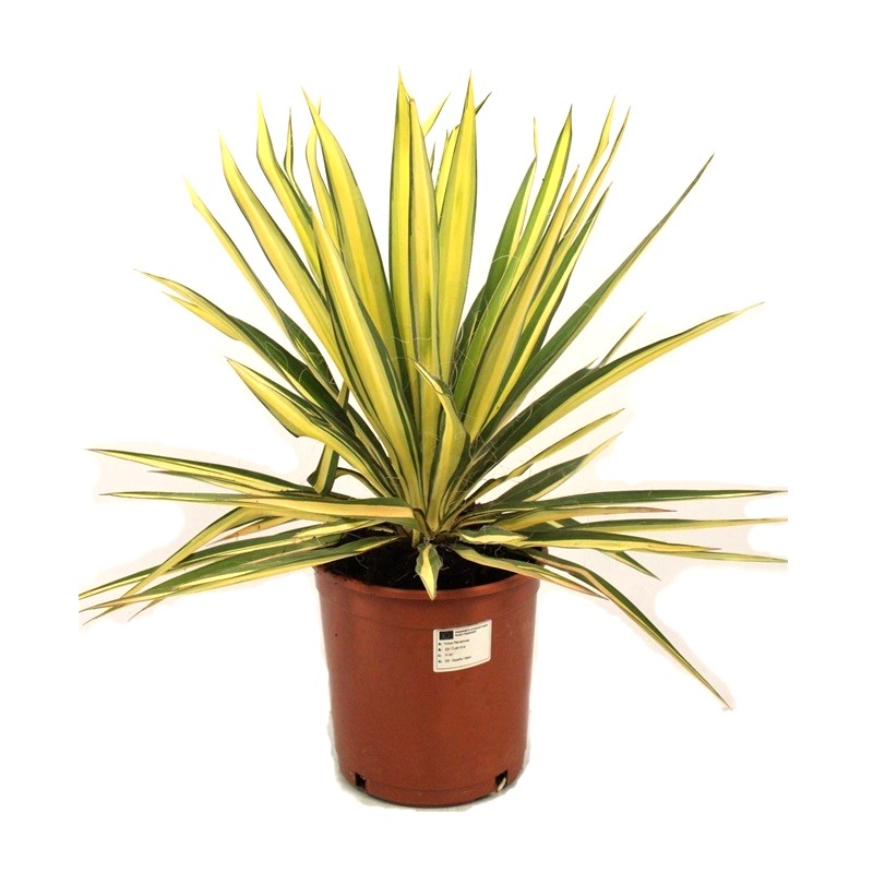 Comanda Yucca de gradina (Yucca filamentosa) - Plante de gradina de vanzare